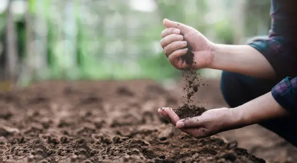 Plant Health & Soil Checkups