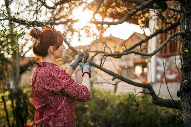 Pruning & Seasonal Prep